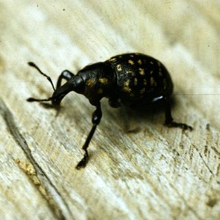 Black beetle with spotted elytra on surface.
