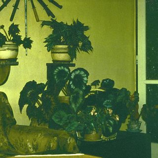Vintage indoor decor with potted plants and ornate vases.