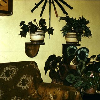 Vintage room with hanging plants, potted greenery, and patterned sofa.