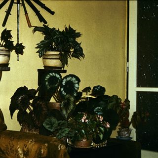 Vintage room with hanging plants, potted greenery, and patterned sofa.