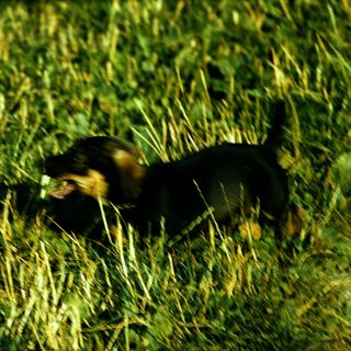 A dog lying down in tall grass.