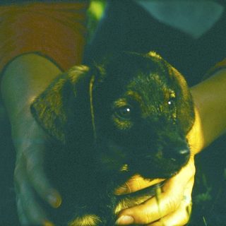 A puppy being gently held outdoors.