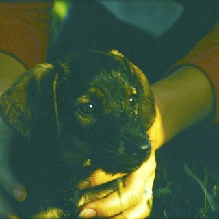 A puppy being gently held outdoors.