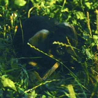 A bird partially hidden in dense green foliage.