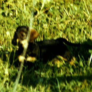 Small dog lying on grass near fence.