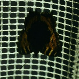 A bird's head through a mesh barrier.