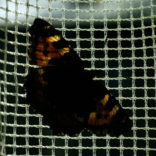 A bird inside a netted enclosure.