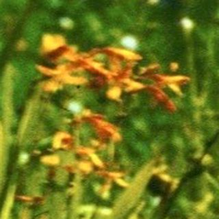 Bright red flowers amid lush green foliage.