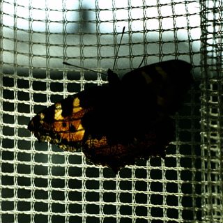 Moth inside a mesh enclosure.