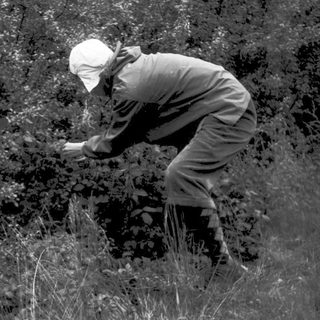 Person foraging or picking plants in a bushy area.