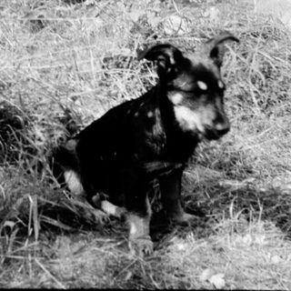 Two people and a dog in a rustic outdoor setting.