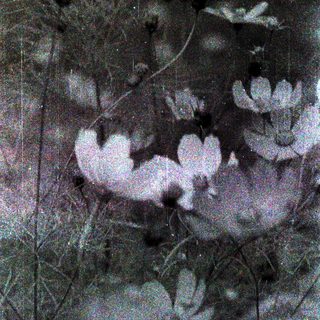 Silhouetted flowers against dark background.
