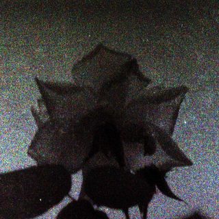 Silhouette of rose and leaves against light.