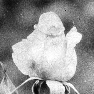 Wilted rosebud on withered stem.