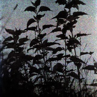 Silhouettes of plants against evening sky.