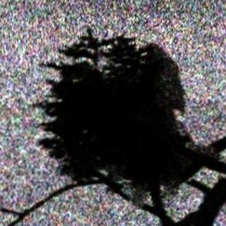 Silhouette of dead tree stump with antlers in moonlight.