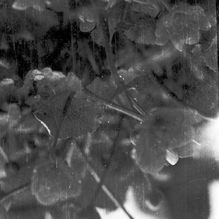 Frost-covered plant branches with delicate ice crystals.