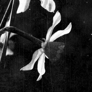 Elegant white flower with long, slender leaves.