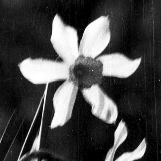 Elegant white flower silhouette against dark background.