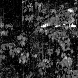 Nighttime view of illuminated cherry blossoms.