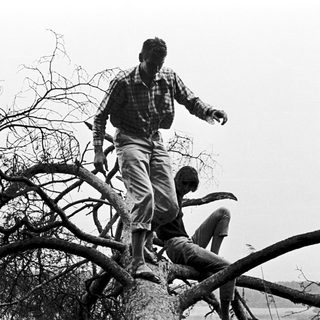 Two men climbing on fallen tree branches.