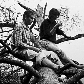 Three boys sitting on tree branches outdoors.