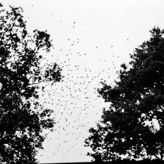 Massive bird swarm between trees.
