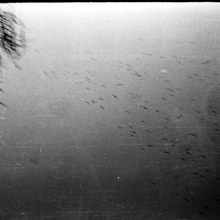 Blurry reflection of trees on wet pavement.