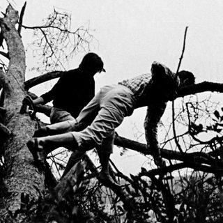 Two people climbing on broken tree branches.