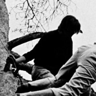 Two people climbing on broken tree branches.