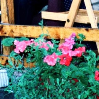 Family posing on wooden balcony with potted plants.