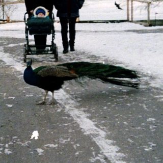 Winter scene with people walking, pushing stroller, and skating on snow-covered path.