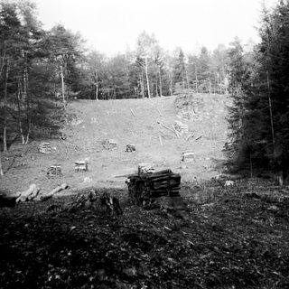 Cleared forest area with felled trees and logs.