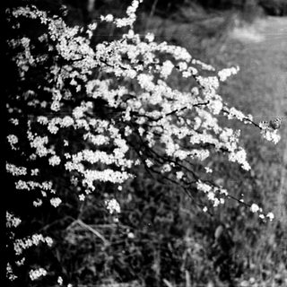 Blooming tree branches with delicate flowers and butterfly.