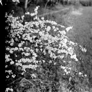 Blooming tree branches with white flowers.