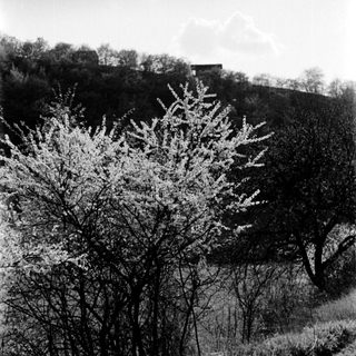Snow-covered trees on a hillside landscape.