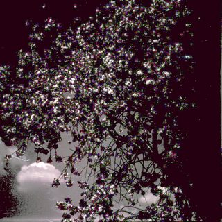 Silhouette of tree with blooming flowers against stormy sky.