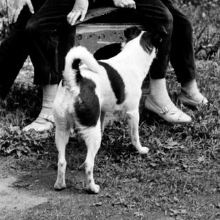 Two boys sitting on suitcase with dog standing nearby.