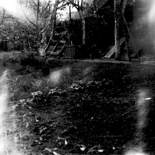 Blurred outdoor scene with fallen leaves and trees.