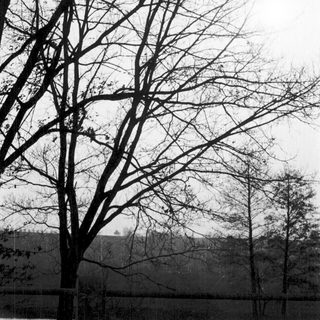 Barren trees over frozen lake.