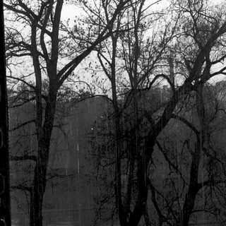 Barren trees with rain on a cloudy day.
