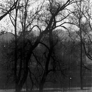 Barren trees in misty rainforest during drizzle.
