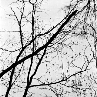 Barren tree branches against light sky.