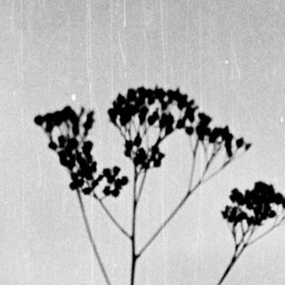Dried yarrow plants silhouetted against twilight sky.