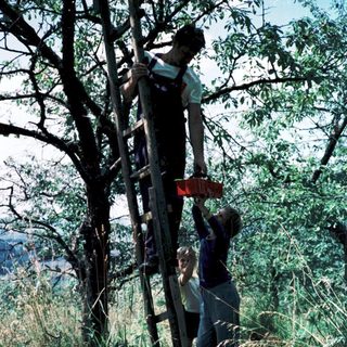 People climbing tree using makeshift ladder.