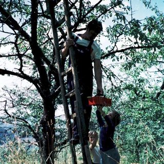 People climbing tree using makeshift ladder.