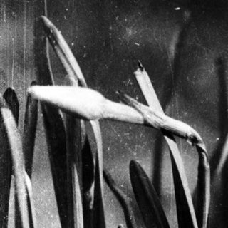 Water plants with blooming lotus flowers in water.