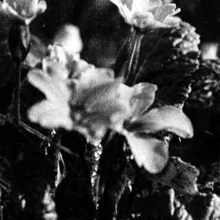 Close-up of delicate blooming flowers with dark leaves.