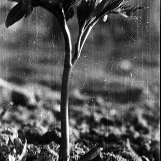 Young plant emerging from soil.