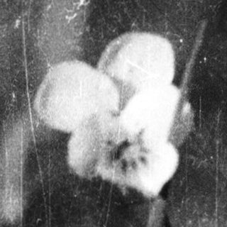 Delicate white flowers in shadowy, blurred greenery.